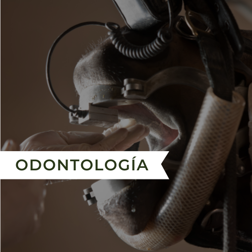 Odontologia