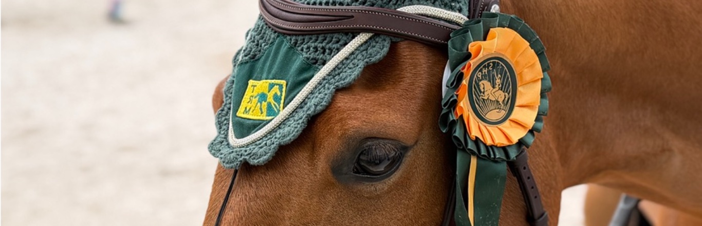 Cavalo com escarapela de competi&ccedil;&atilde;o